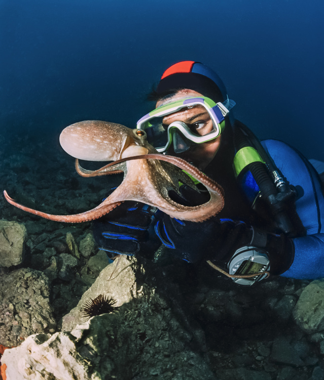 PADI Instructor Course | Diver with Octopus | Dive HQ Westhaven